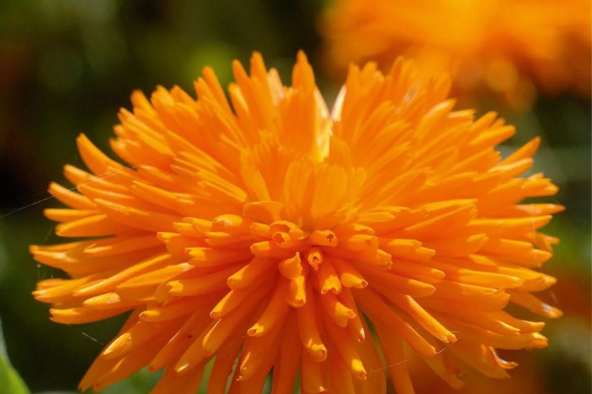 Calendula à fleurs orange