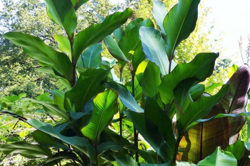 Canna à feuilles de bananier