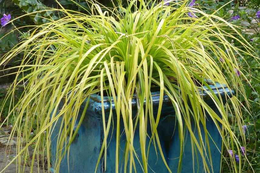 Carex à feuillage jaune