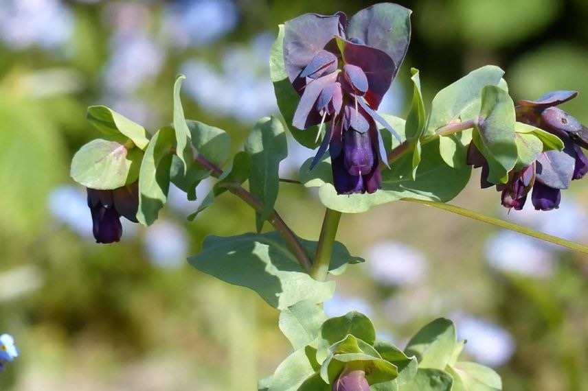 fleurs violettes de cerinthe major