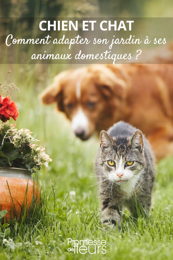 un jardin agréable avec les chats et chiens