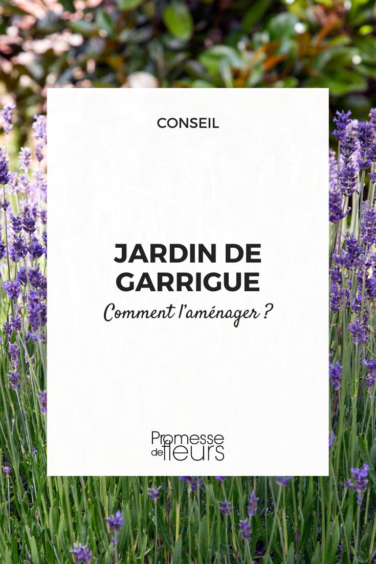 aménager un jardin de guarrigue