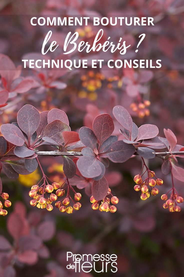 berberis bouture