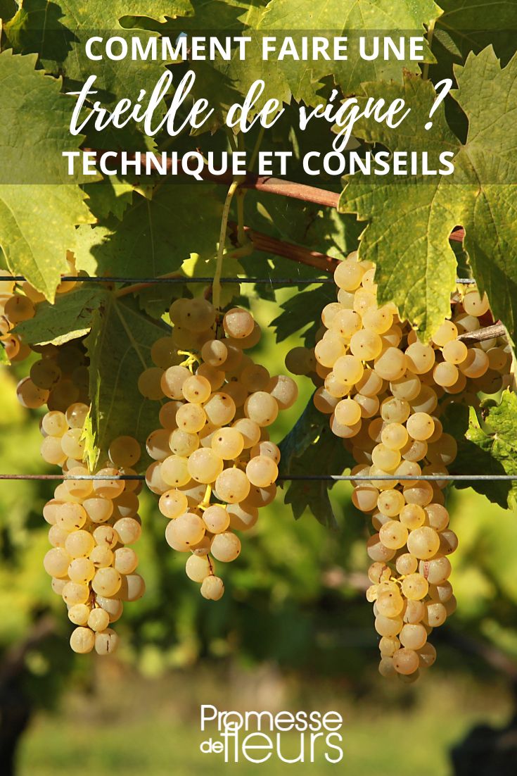 tutoriel treille de vigne