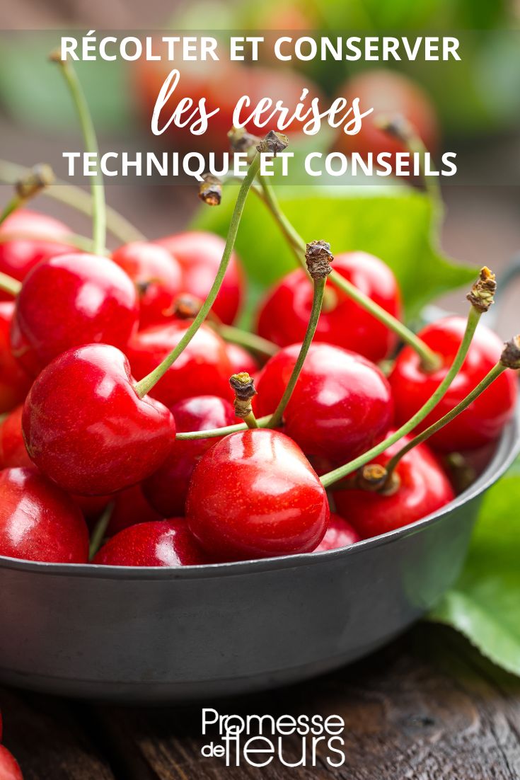 conservation des cerises