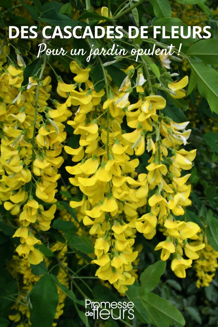 Laburnum watereri 'Vossii'