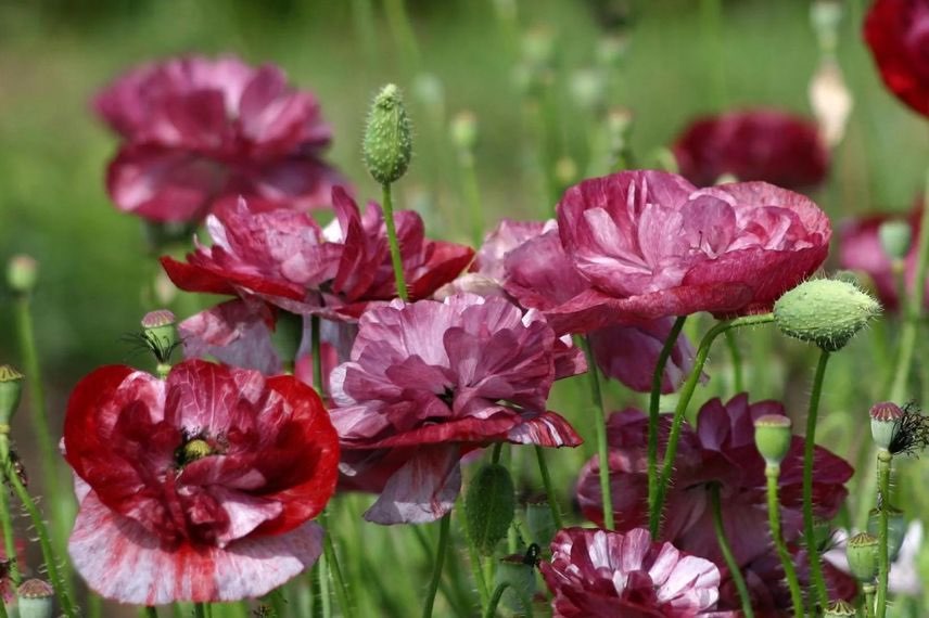 coquelicot à fleurs doubles colorées