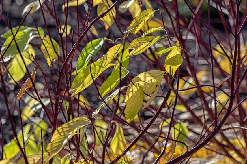 arbuste à bois coloré