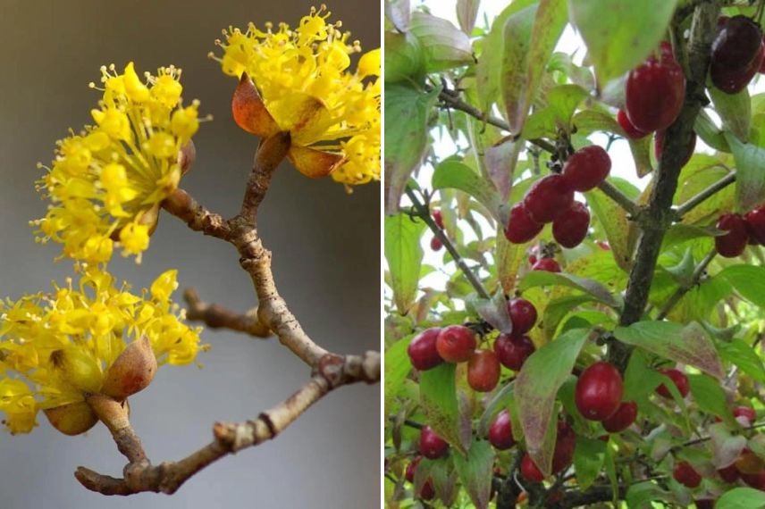 Cornus mas fleurs et fruits 
