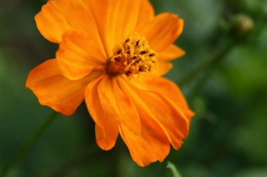 Cosmos à fleurs orange