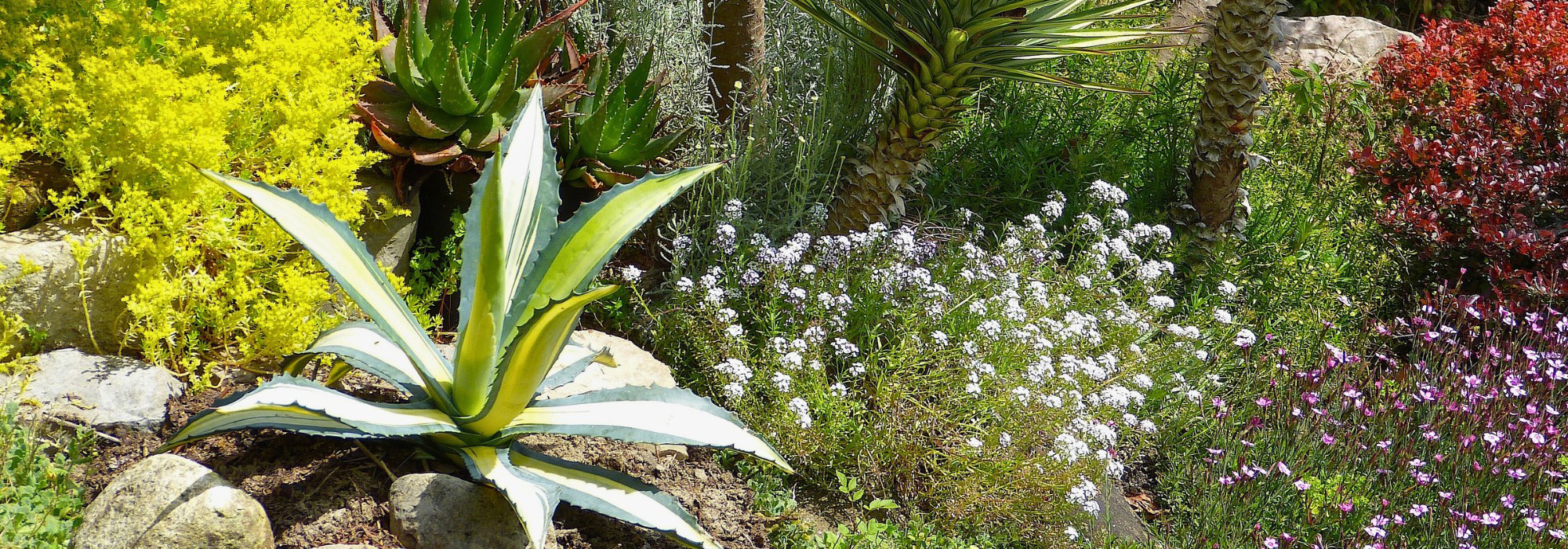 S'adapter au dérèglement climatique : les plantes et pratiques à adopter au jardin