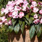 Cultiver l'Impatiens en pot