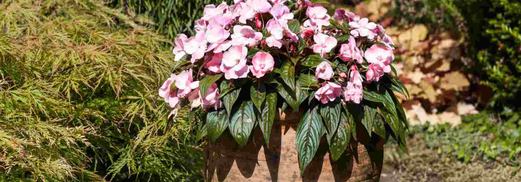 Cultiver l'Impatiens en pot