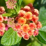 Cultiver un Lantana en pot