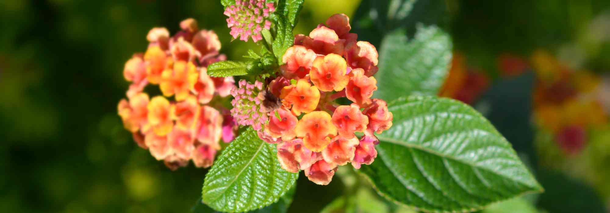 Cultiver un Lantana en pot