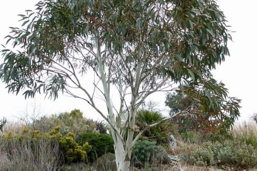 arbre eucalyptus