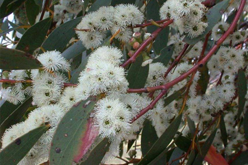 fleurs d'eucalyptus