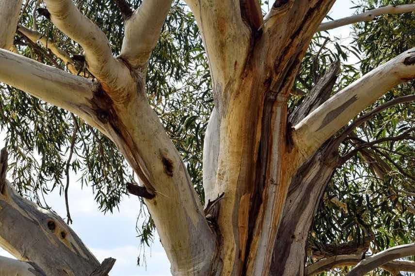 ramure d'eucalyptus