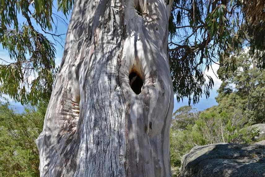 tronc d'eucalyptus