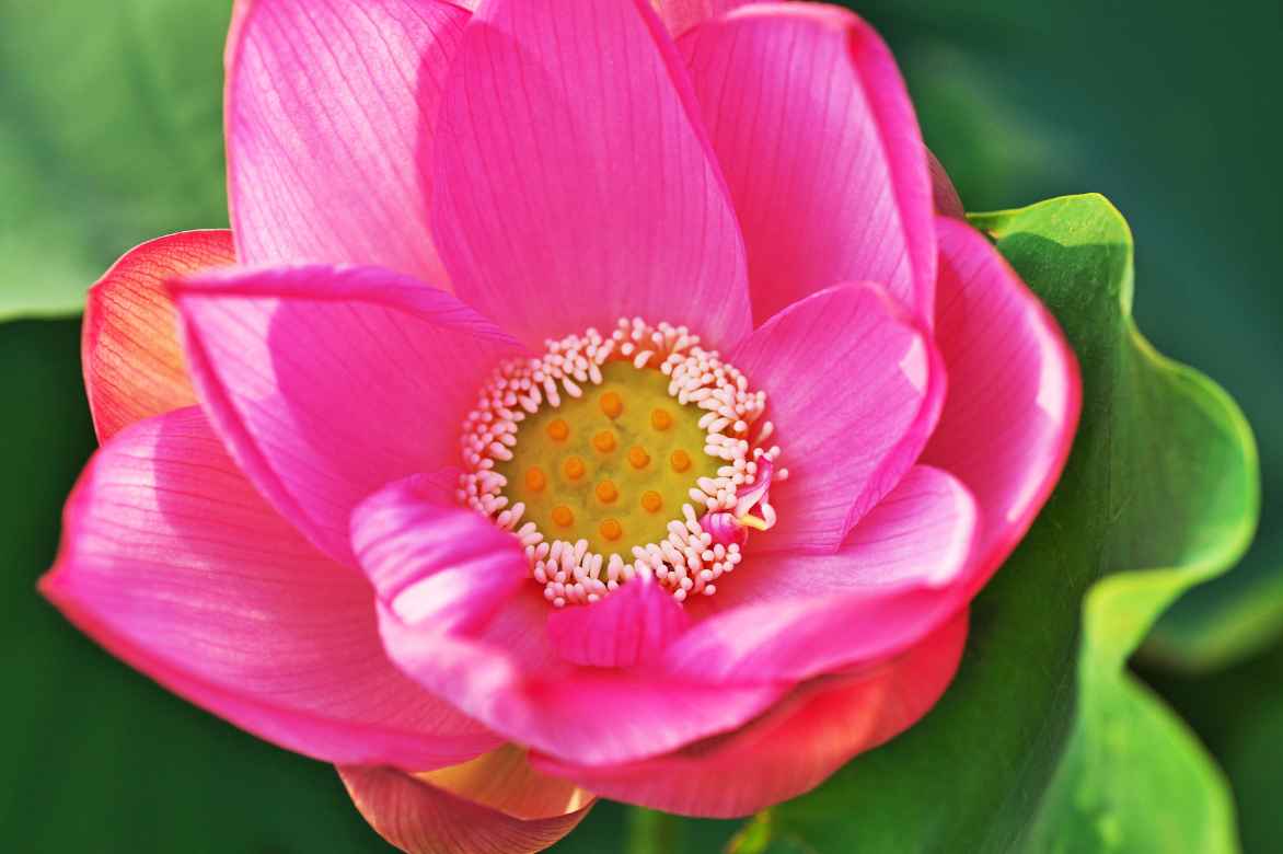 floraison lotus