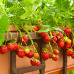 Les meilleures idées gain de place pour cultiver des fraises