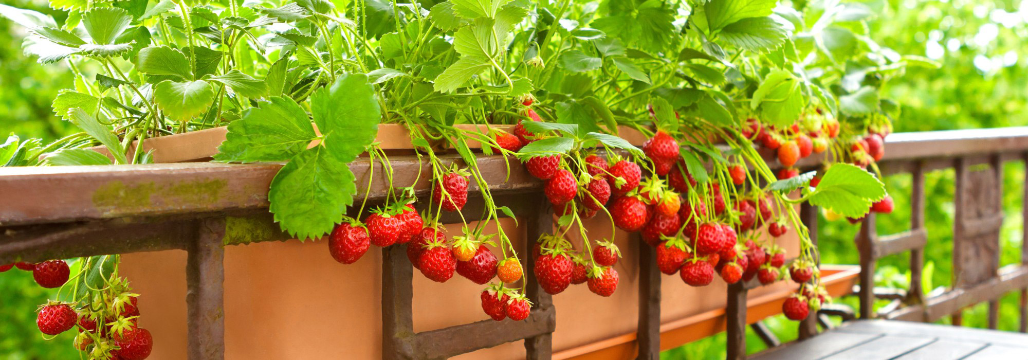 Les meilleures idées gain de place pour cultiver des fraises