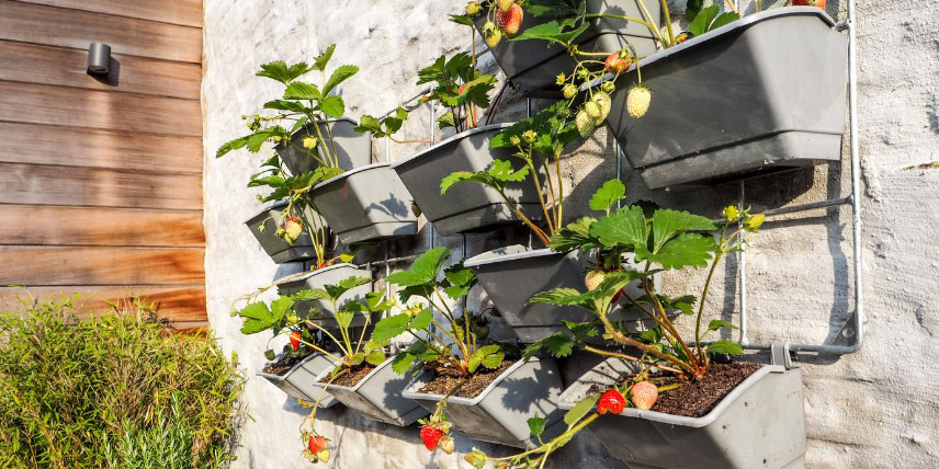 Fraisiers en jardinières pour gagner de la place