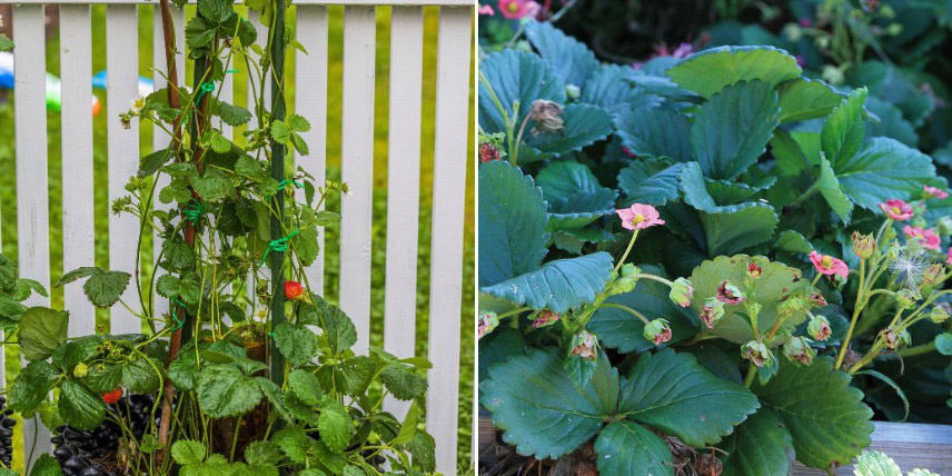Variétés de fraisiers qui prennent peu de place au jardin