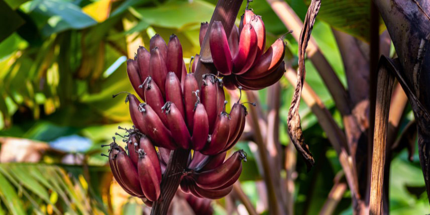 Musa acuminata 'Red Dacca'