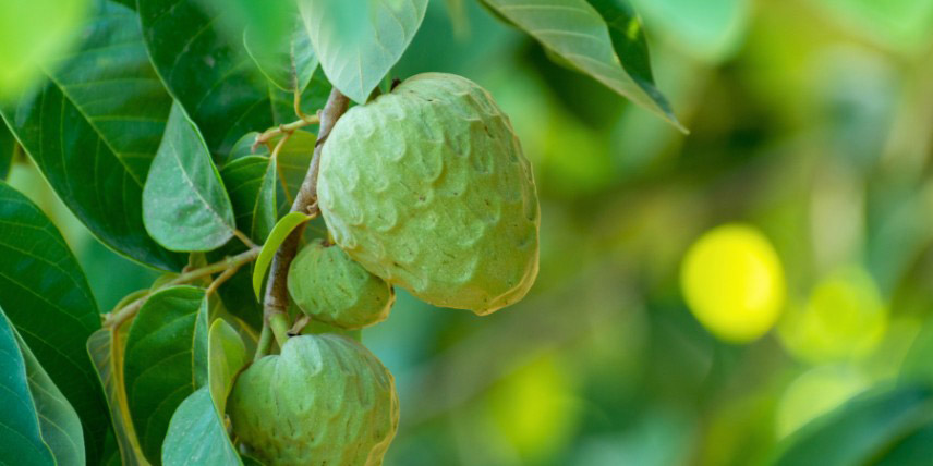 Annona cherimola