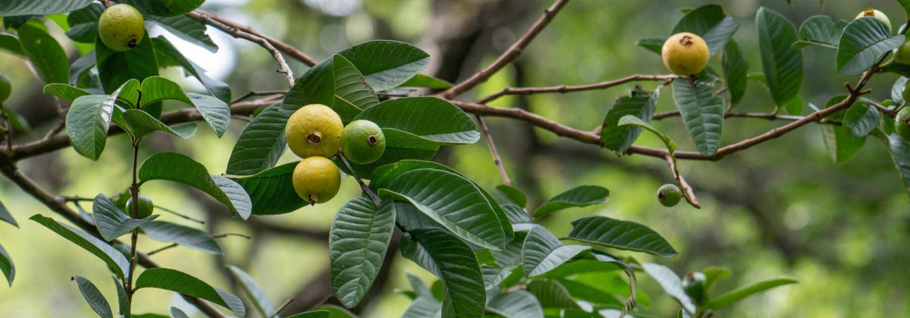 Découvrez 5 fruitiers exotiques à cultiver en France