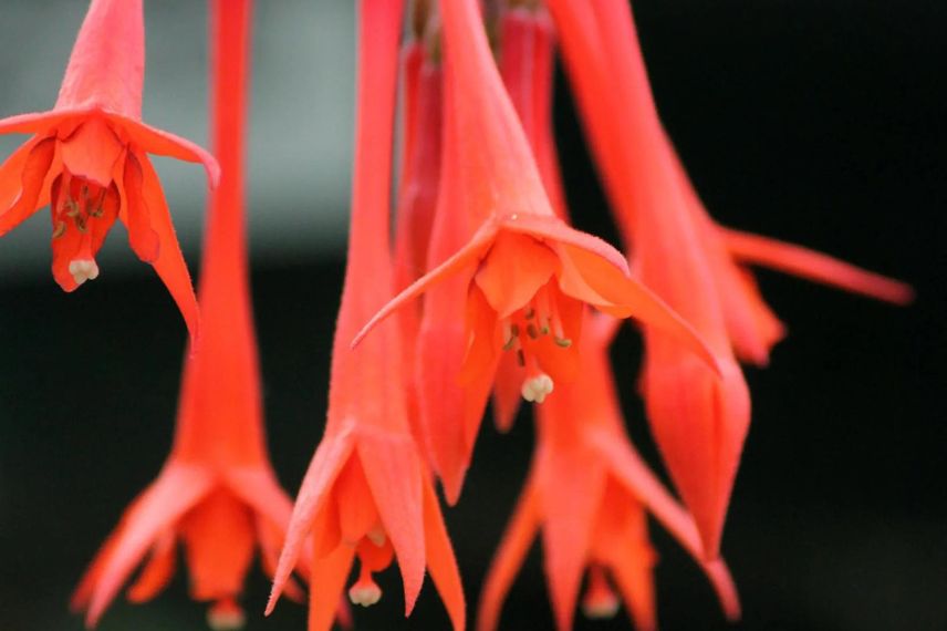 fuchsia à fleurs orange