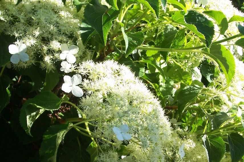 Hydrangea petiolaris