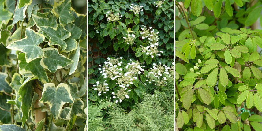 Plantes grimpantes pour végétaliser un mur à l'ombre