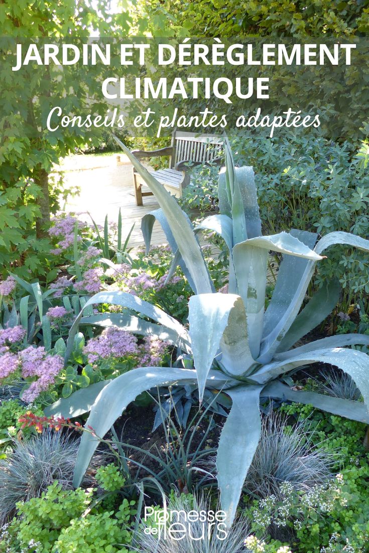 agave et plantes résilientes