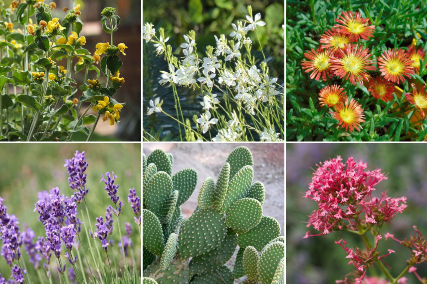 Choix de plantes pour jardin resilient