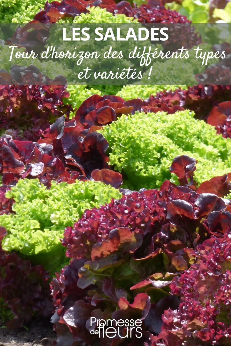 quelles salades pour mon jardin ?