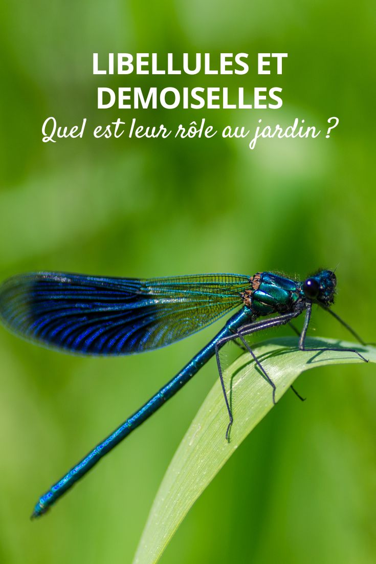 libellule bleu au jardin