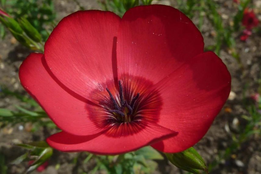 lin à fleurs rouges