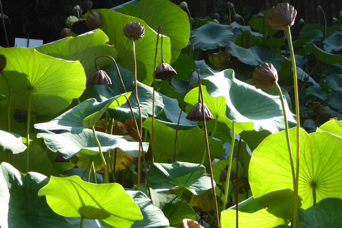 Lotus Nelumbo culture