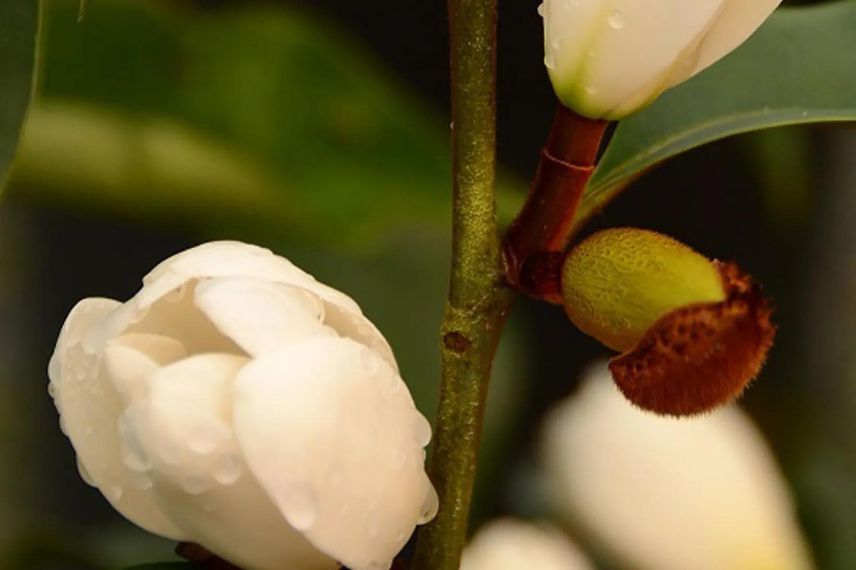 fleurs blanches de magnolia