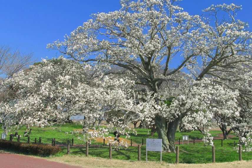 Magnolia de Kobe en fleurs