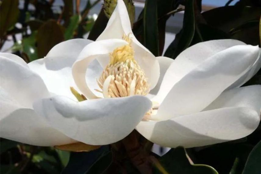 fleur blanche de magnolia