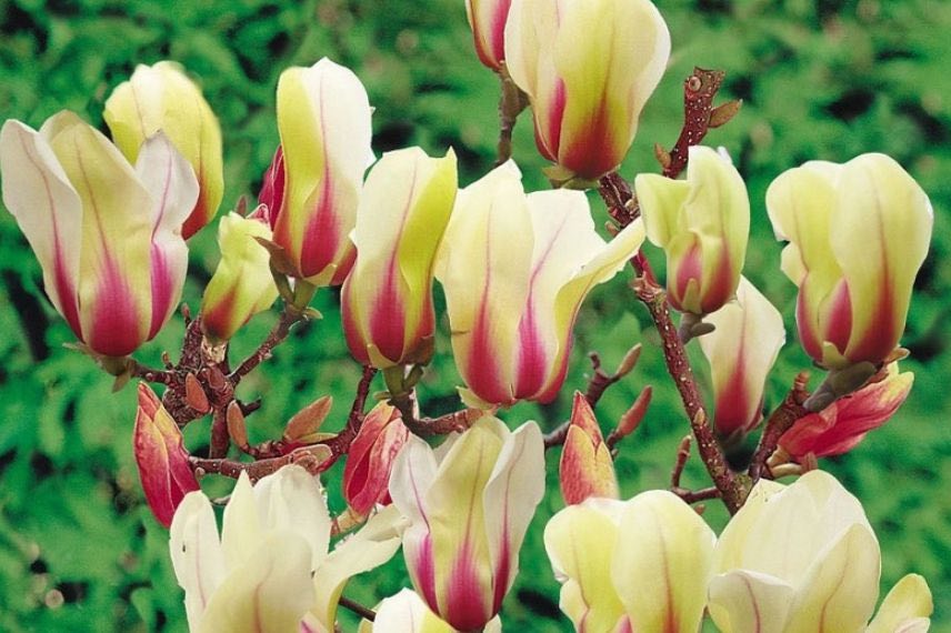 fleurs jaunes et roses de magnolia