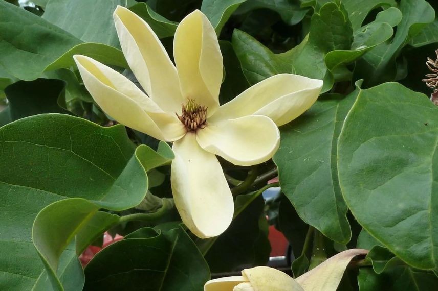 fleur jaune de Magnolia 
