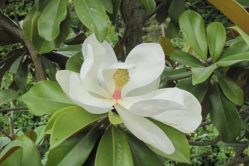 magnolia à grande fleur blanche