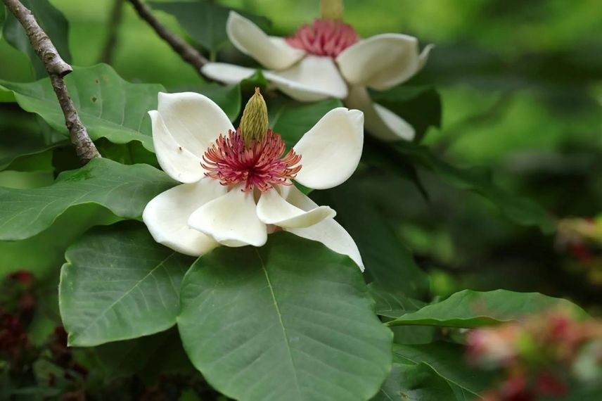 fleurs blanches de Magnolia obovata