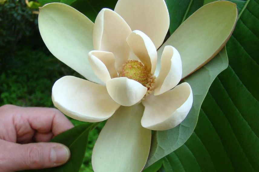Fleur blanche de Magnolia officinal