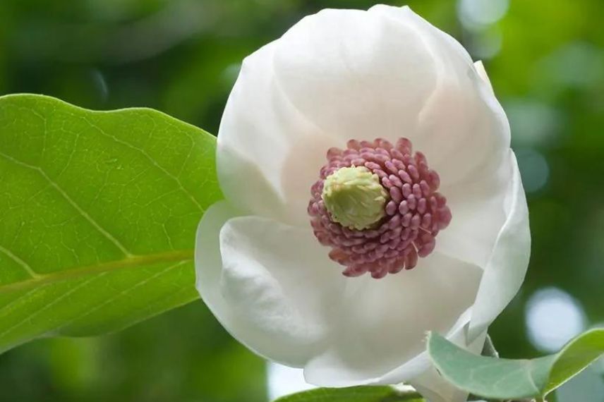 Fleur blanche de magnolia