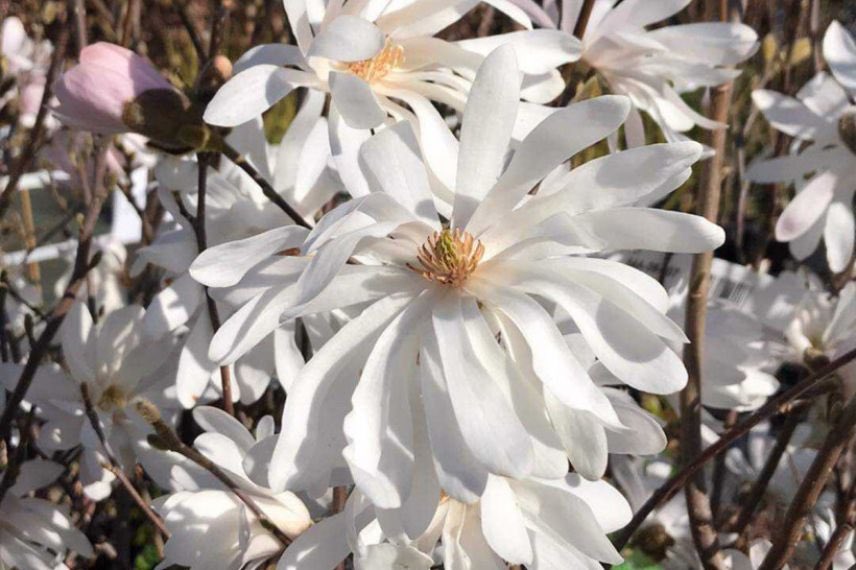fleur blanche de magnolia